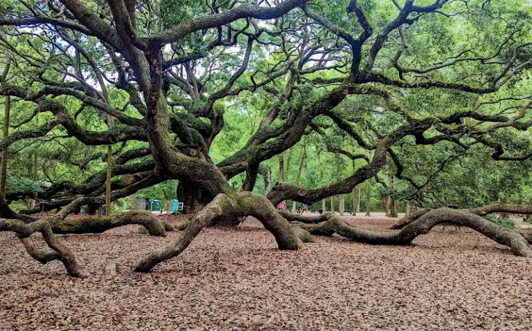Angel Oak Tree from James Island