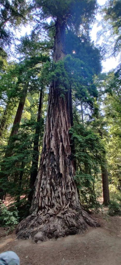 Big Basin Redwoods State Park - Exploding Travel