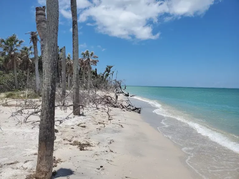 Cayo Costa State Park from Shell Island