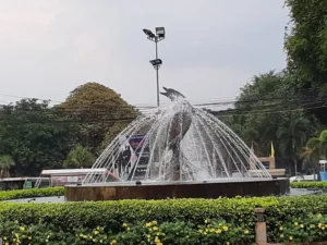 Dolphin Circle from Pattaya