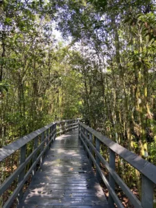 Fern Forest Nature Center from South Florida