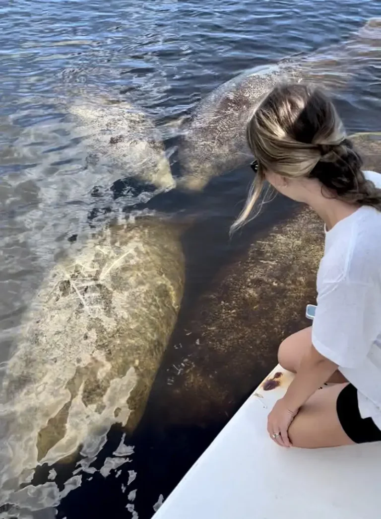 Manatee Sightseeing and Wildlife Adventures from Shell Island